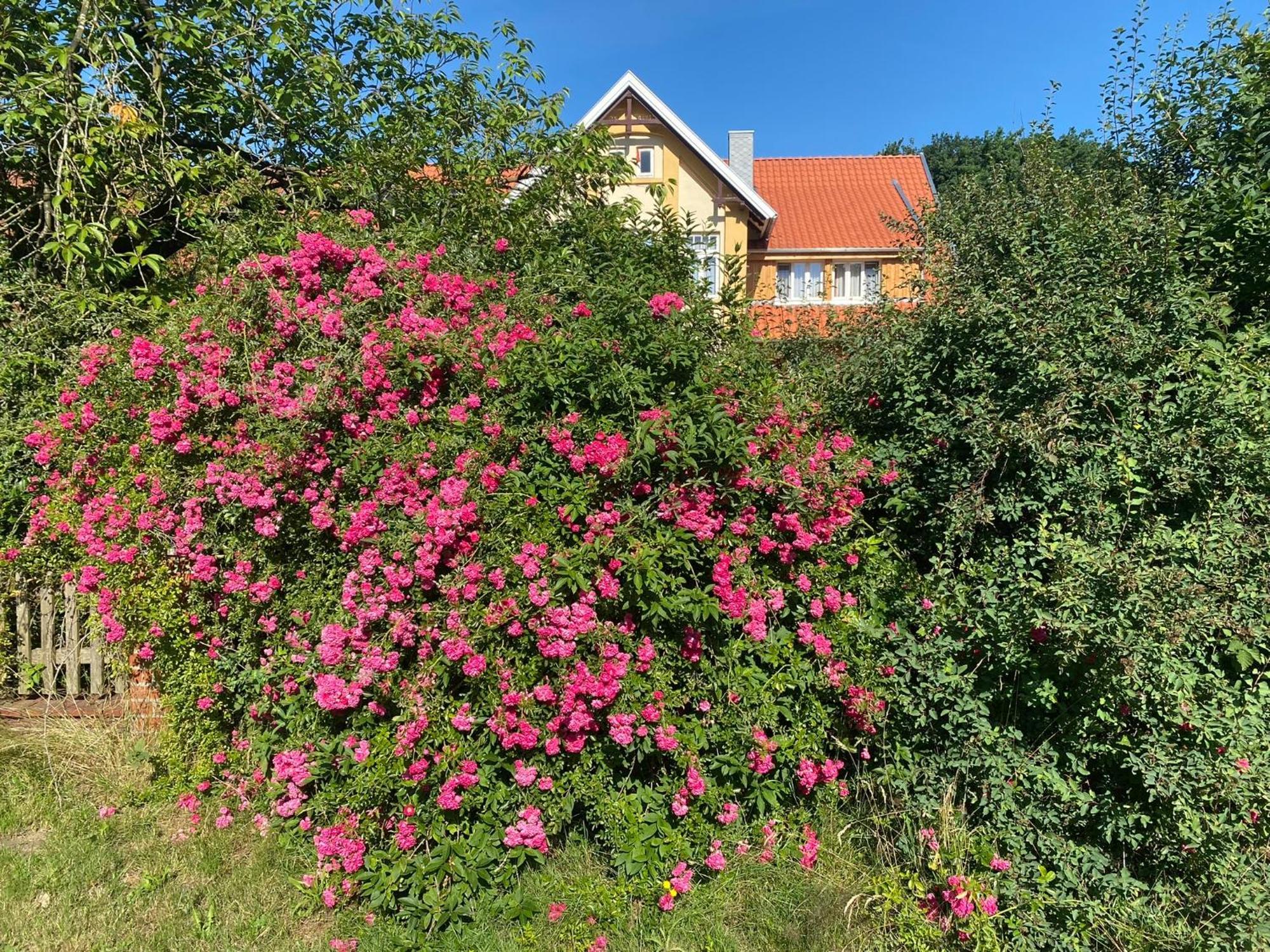 Fuchsbau Hotel Walsrode Bagian luar foto